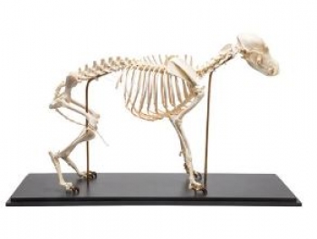 Hundeskelett, (Canis lupus familiaris), Größe M, Präparat