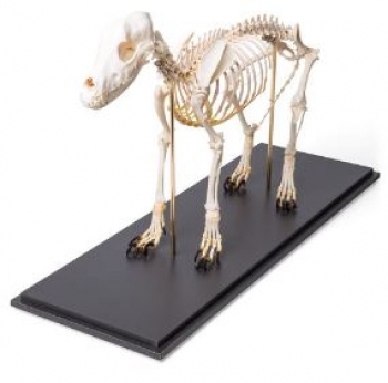 Hundeskelett, (Canis lupus familiaris), Größe M, Präparat