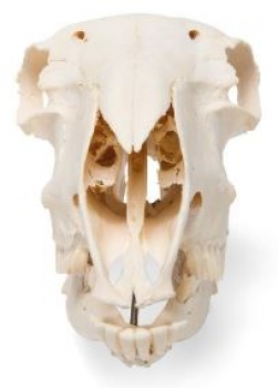 Hausschafschädel (Ovis aries), weiblich, Präparat