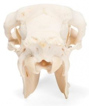 Hausschafschädel (Ovis aries), weiblich, Präparat