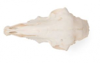 Hausschafschädel (Ovis aries), weiblich, Präparat