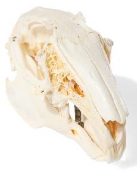 Kaninchenschädel, (Oryctolagus cuniculus var. domestica), Präparat