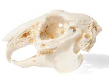 Kaninchenschädel, (Oryctolagus cuniculus var. domestica), Präparat