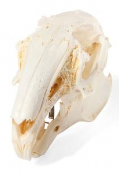 Kaninchenschädel, (Oryctolagus cuniculus var. domestica), Präparat