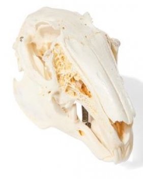Kaninchenschädel, (Oryctolagus cuniculus var. domestica), Präparat