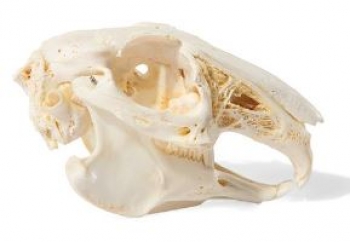 Kaninchenschädel, (Oryctolagus cuniculus var. domestica), Präparat