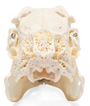 Kaninchenschädel, (Oryctolagus cuniculus var. domestica), Präparat