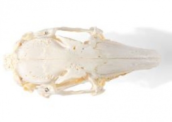 Kaninchenschädel, (Oryctolagus cuniculus var. domestica), Präparat