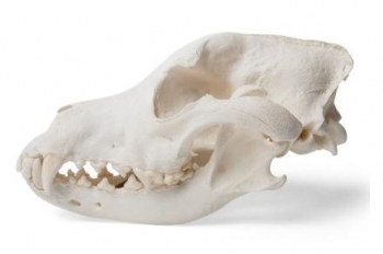 Hundeschädel (Canis lupus familiaris), Größe L, Präparat