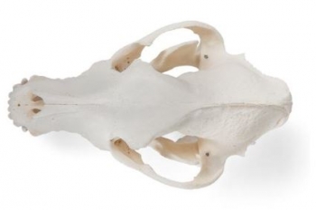 Hundeschädel (Canis lupus familiaris), Größe L, Präparat