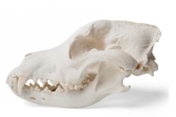 Hundeschädel (Canis lupus familiaris), Größe M, Präparat