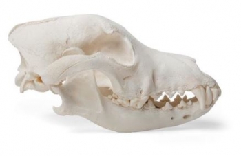 Hundeschädel (Canis lupus familiaris), Größe M, Präparat