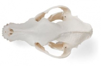 Hundeschädel (Canis lupus familiaris), Größe M, Präparat