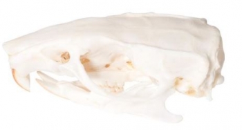 Rattenschädel (Rattus rattus), Präparat
