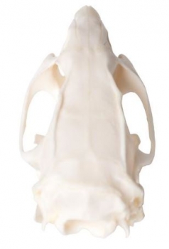 Rattenschädel (Rattus rattus), Präparat
