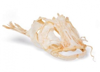 Welskopf (Silurus glanis), Präparat
