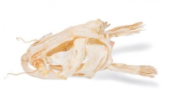 Welskopf (Silurus glanis), Präparat