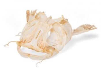 Welskopf (Silurus glanis), Präparat