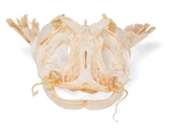 Welskopf (Silurus glanis), Präparat