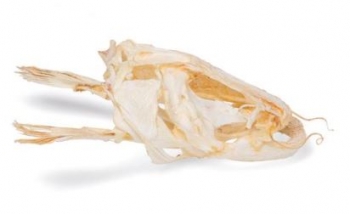 Welskopf (Silurus glanis), Präparat