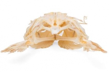 Welskopf (Silurus glanis), Präparat