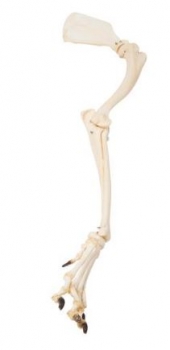 Hundebein (Canis lupus familiaris), Präparat