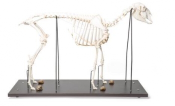 Hausschafskelett, Präparat