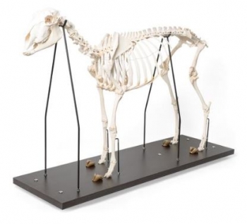 Hausschafskelett, Präparat