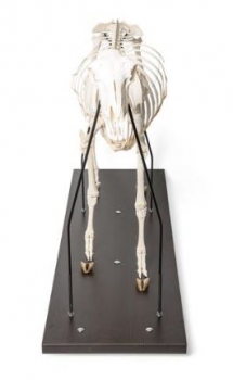 Hausschafskelett, Präparat