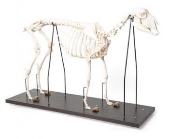 Hausschafskelett, Präparat
