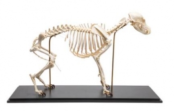 Hundeskelett, (Canis lupus familiaris), Größe M, Präparat