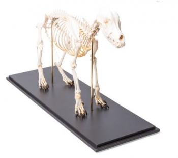 Hundeskelett, (Canis lupus familiaris), Größe M, Präparat