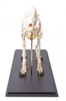 Hundeskelett, (Canis lupus familiaris), Größe M, Präparat
