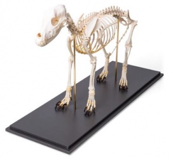 Hundeskelett, (Canis lupus familiaris), Größe M, Präparat