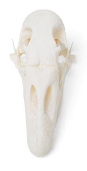 Gänseschädel (Anser anser domesticus), Präparat