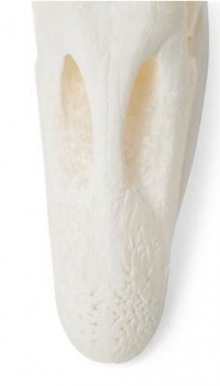 Gänseschädel (Anser anser domesticus), Präparat