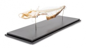 Wels, Skelett Europäischer Wels (Silurus glanis), Präparat