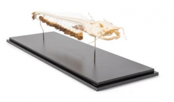 Wels, Skelett Europäischer Wels (Silurus glanis), Präparat