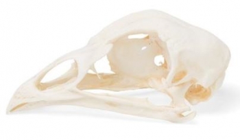 Hühnerschädel (Gallus gallus domesticus), Präparat