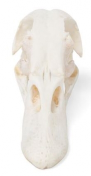 Entenschädel (Anas platyrhynchos domestica), Präparat