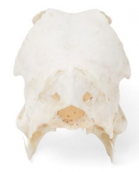 Entenschädel (Anas platyrhynchos domestica), Präparat