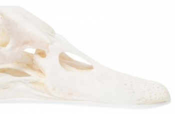 Entenschädel (Anas platyrhynchos domestica), Präparat