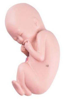 Ersatz Fetus für L10/6