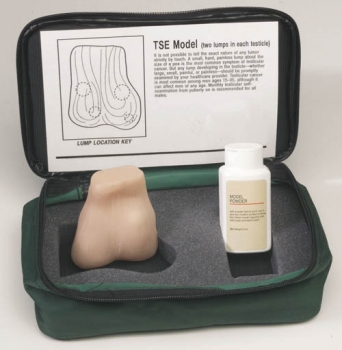 Hoden-Tastmodell (R10065)