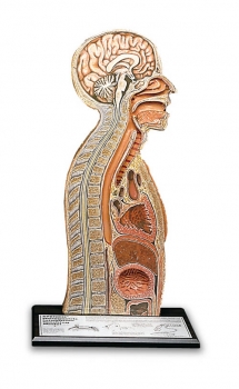 Nasen-Magensonden-Modell (R10115)