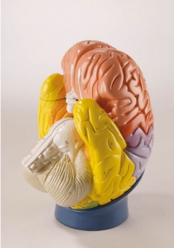 Modell der Gehirnregionen, 4-teilig