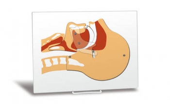 Schematisches Luftwegemodell (R10142)