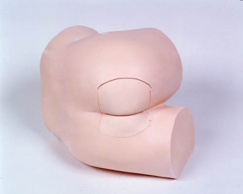 Rektales Untersuchungsmodell (R16240)