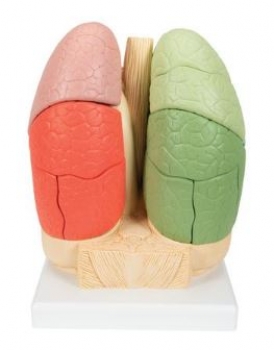 Segmentiertes Lungenmodell - 3B Smart Anatomy