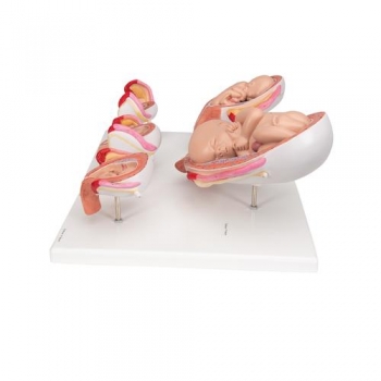 Schwangerschaftsmodell Serie, 5 Modelle - 3B Smart Anatomy